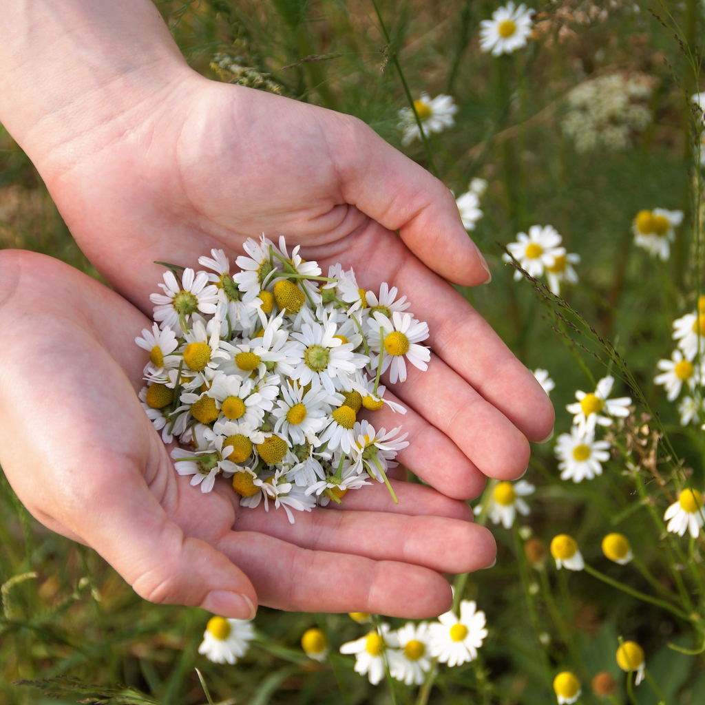 Best Herbal Teas for Anxiety and a Calm Mind