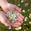 Best Herbal Teas for Anxiety and a Calm Mind