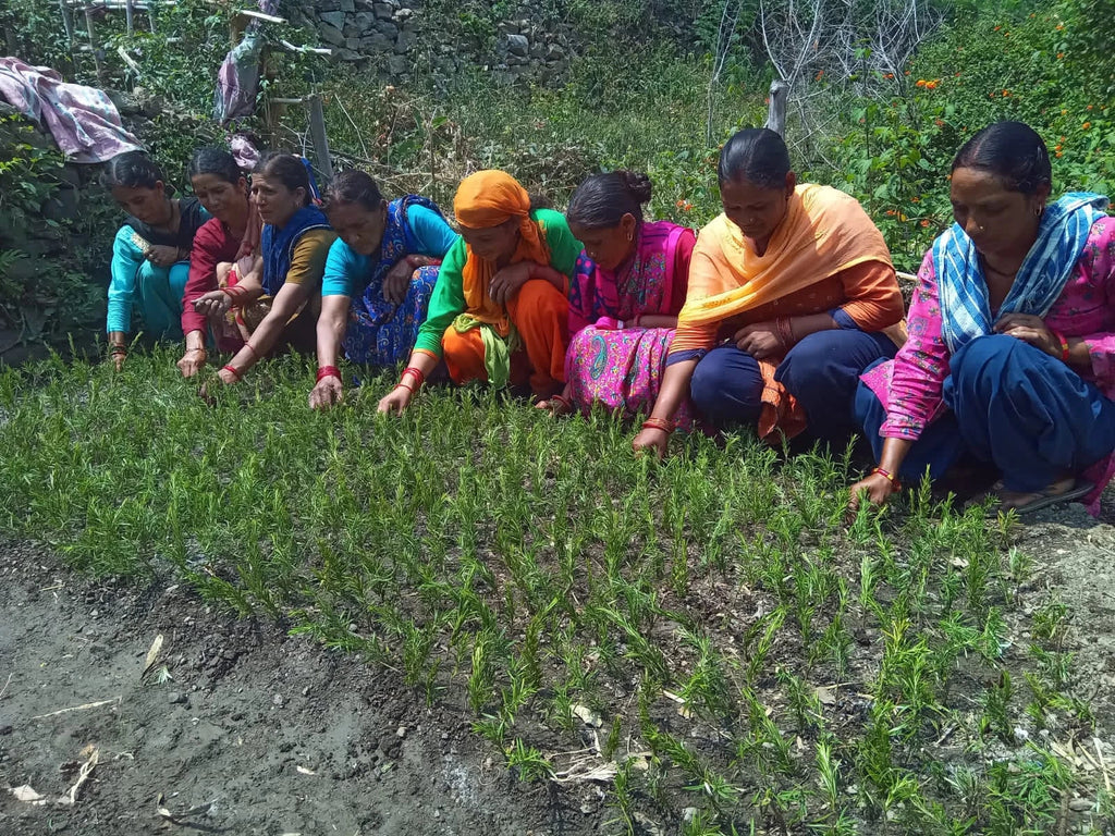 Organic Himalayan tea and herbal products made by local women