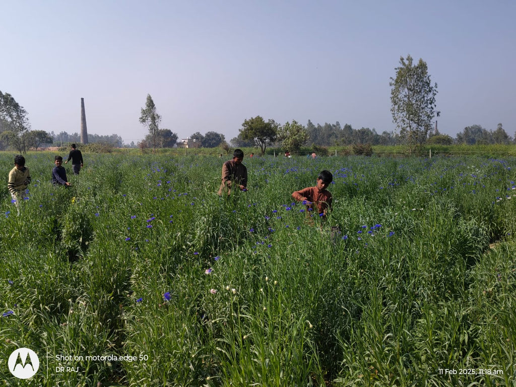 Premium export quality Blue Corn Petals (Centaurea cyanus) in bulk packaging