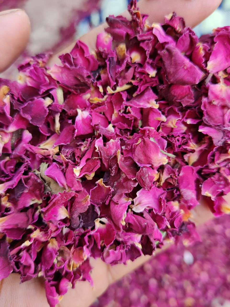 Premium dry rose petals wholesale Gulab Patti Rosa indica bulk supplier Pahari Haat
