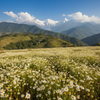 Uttarakhand Chamomile Tea: The Pure Himalayan Chamomile You Must Try for Sleep, Stress Relief & Calm Living