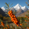 Fresh sea buckthorn berries Hippophae rhamnoides orange superfood health benefits omega-7