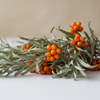 Dried sea buckthorn leaves wholesale bulk supplier Pahari Haat Hippophae rhamnoides Ladakh Uttarakhand B2B