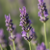 Best Lavender Buds in India