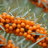 Sea Buckthorn Berry Supplier in India – Wholesale, Bulk & Export by Pahari Haat