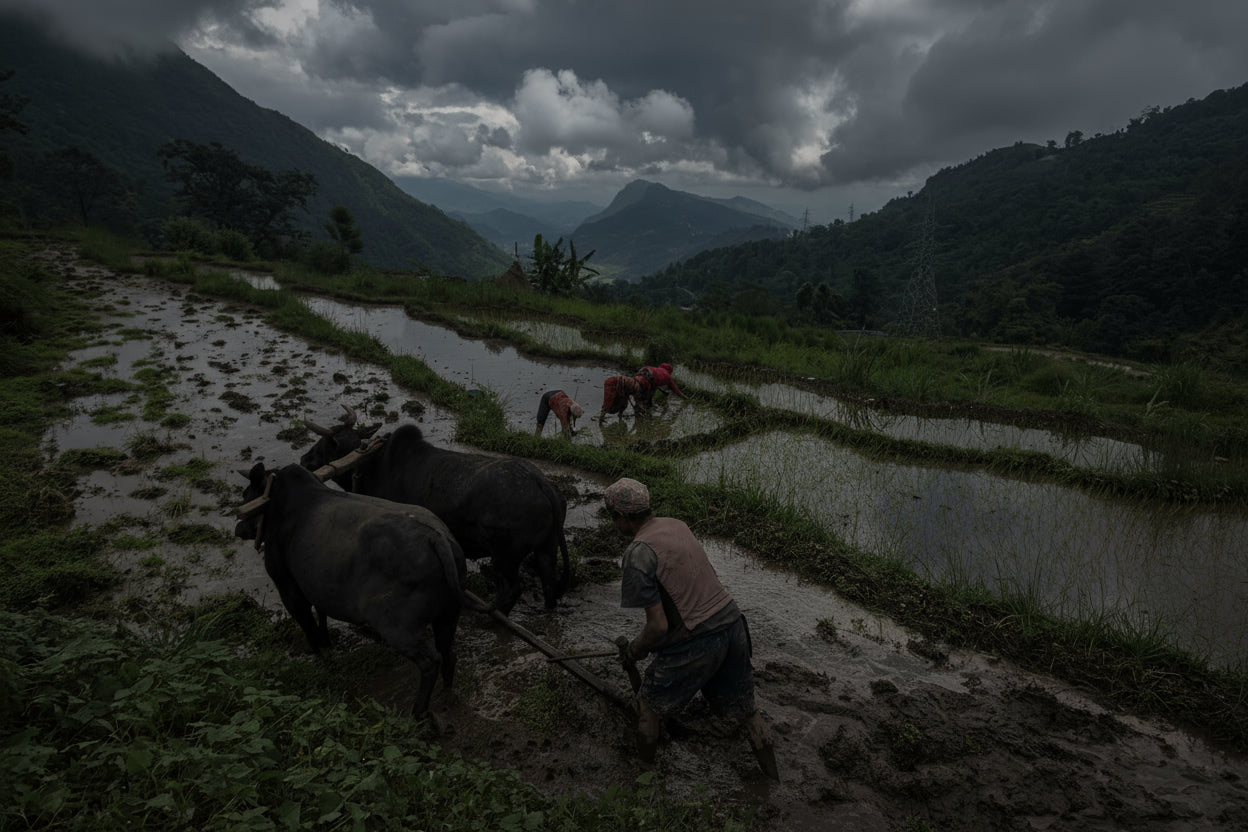 Himalayan farmers working in agricultural lands with oxen in Uttarakhand mountains — Pure Natural Responsible Pahari Haat