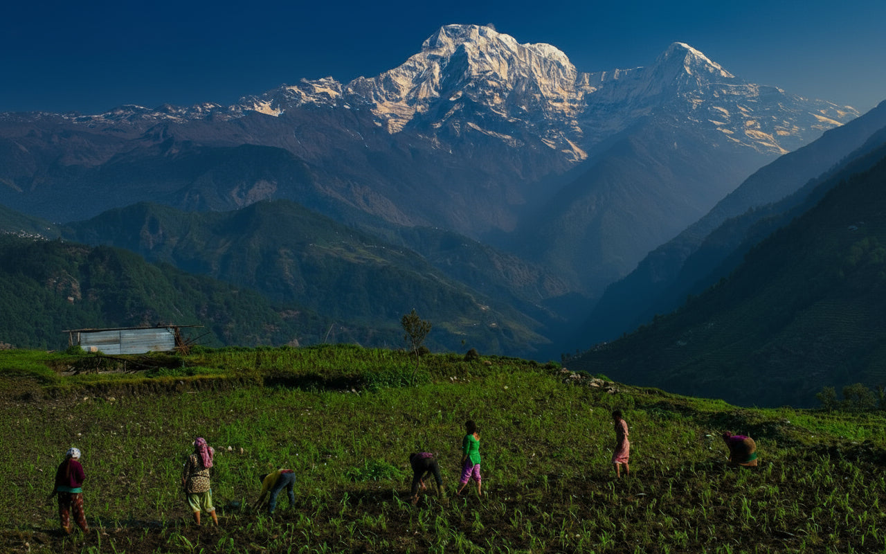 Authentic Himalayan organic products from Kasar Devi Almora Uttarakhand — Pahari Haat