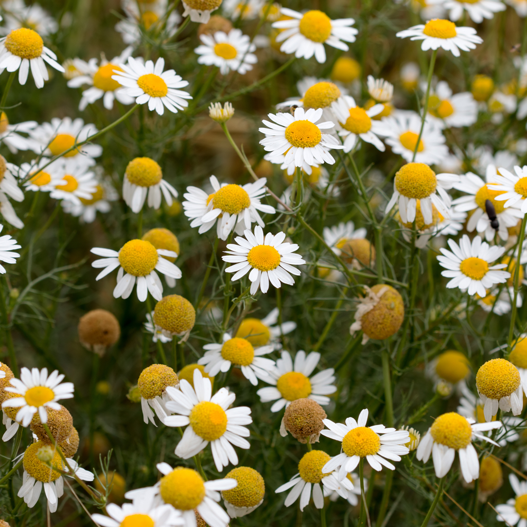 The Magic of Himalayan Chamomile – India’s Most Trusted Remedy for Sleep, Stress & Inner Calm
