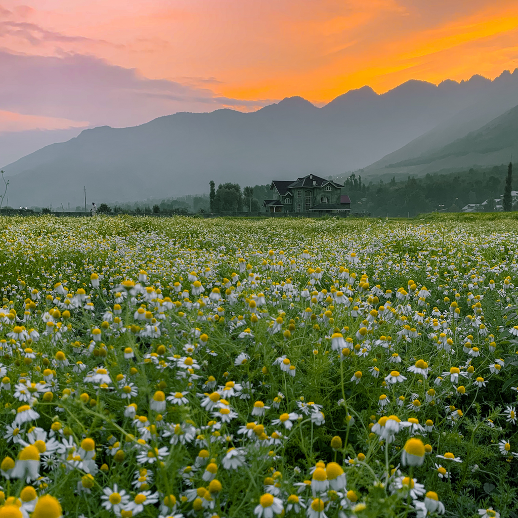 Chamomile Tea in The Himalayan Range