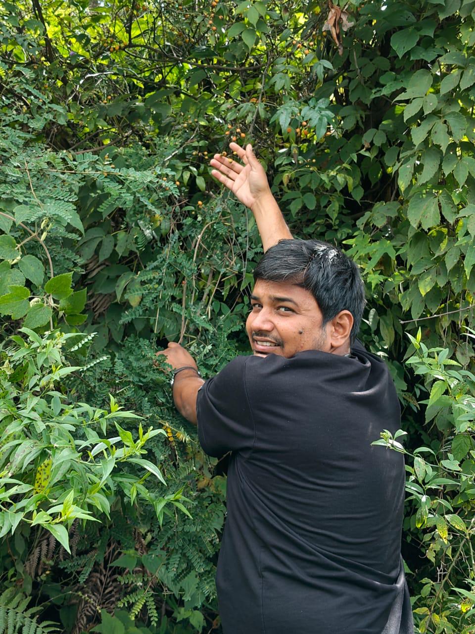 Himalayan herbs and natural ingredients sourced ethically for wholesale supply