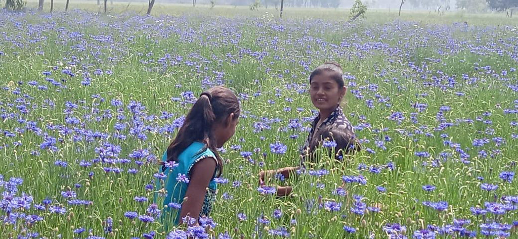 Premium blue corn petals wholesale bulk supply dried cornflower for B2B customers