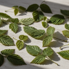 Bulk, B2B & Wholesale Raspberry Leaves in India