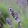 Premium Himalayan Kashmiri Lavender Flower Buds (Lavandula stoechas) in bulk packaging