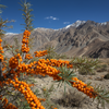 Sea buckthorn berry India — where it grows across Ladakh Himachal Pradesh Uttarakhand Sikkim