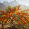 Sea Buckthorn Wholesalers & Distributors in India – Manufacturers & Wholesale Price Guide