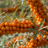 Sea buckthorn berry benefits — 12 science-backed health benefits by Pahari Haat wellness brand