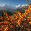 Sea buckthorn plant growing naturally in Himalayan high-altitude regions