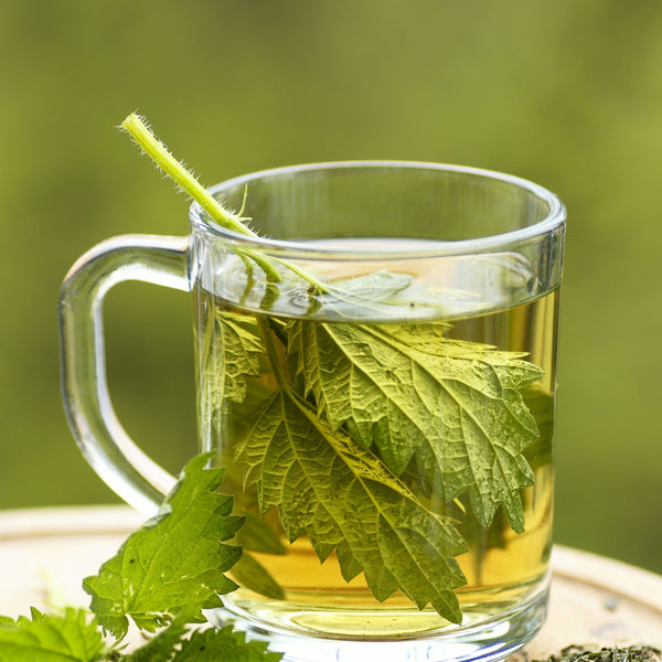 Cup of Himalayan Nettle Leaf Tea — earthy herbal infusion that supports kidney health and detoxification.